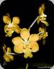 Vanda denisoniana Yellow Orange